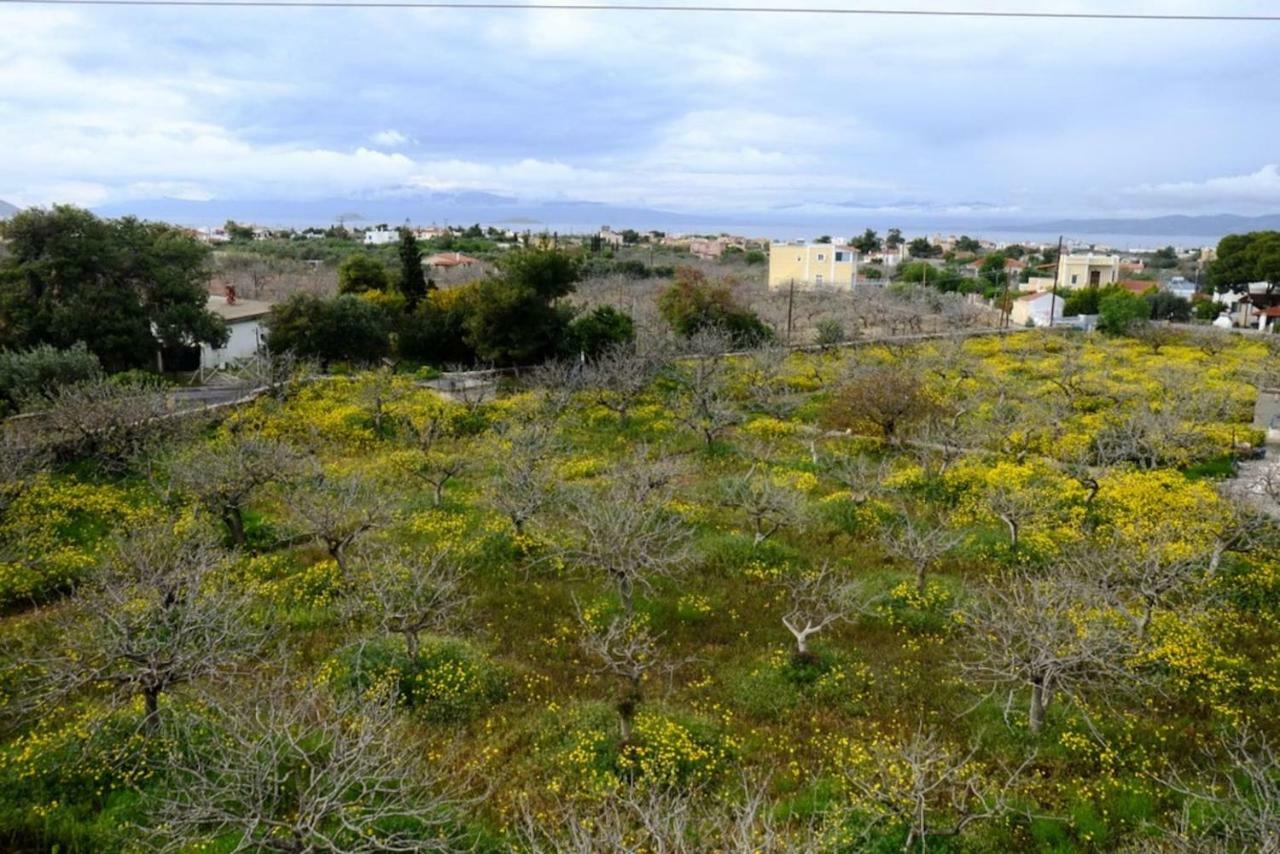Villa Konstantinos Aegina エクステリア 写真